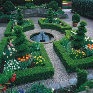 BUXUS SEMPERVIRUMS – | gardenersparadisenortheast