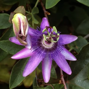 PASSIFLORA ‘AMETHYST’ – | Flower Delivery