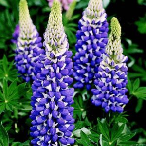 LUPINUS ‘THE GOVERNOR’