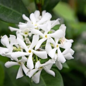 Trachelospermum Jasminoides ‘Star Jasmine’ (White)