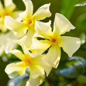 Trachelospermum Jasminoides ‘Star of Toscane’ (Yellow)