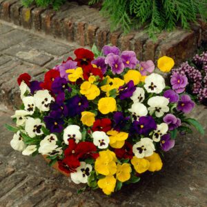Pansy ‘Universal Mixed’ 6-pack