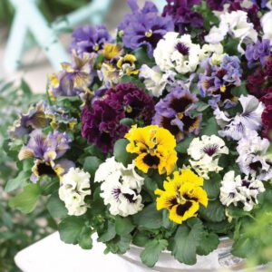 Pansy ‘Frizzle Sizzle’ Mixed