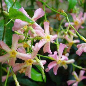 Trachelospermum Jasminoides ‘Pink Showers’ (Star Jasmine)