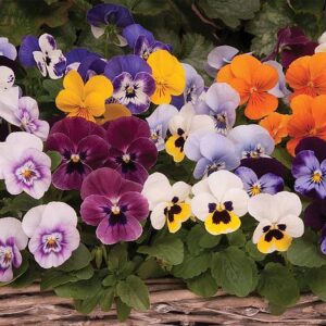 Viola ‘Autumn Jewels Mixed’ 6-pack